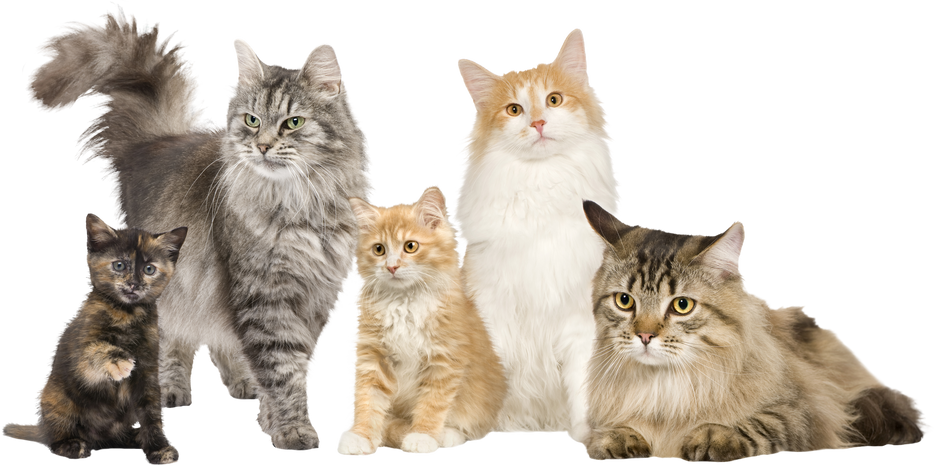 Group of 5 Cats in a Row : Norwegian, Siberian and Persian Cat