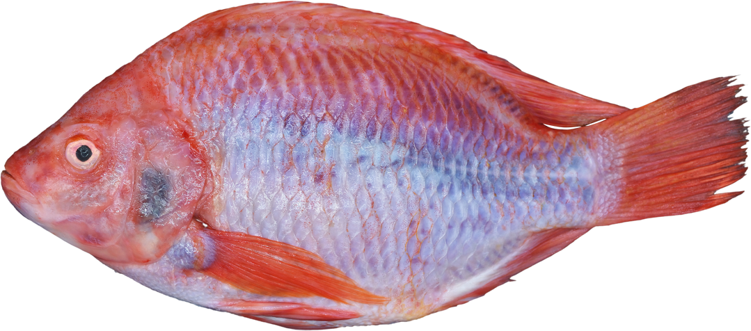 Red Tilapia Fish
